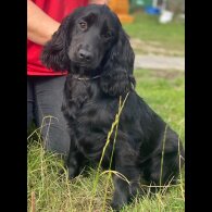 Cocker Spaniel (Working &amp; Show) - Both