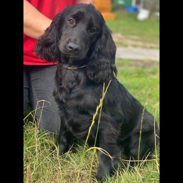 Cocker Spaniel (Working &amp; Show) - Both