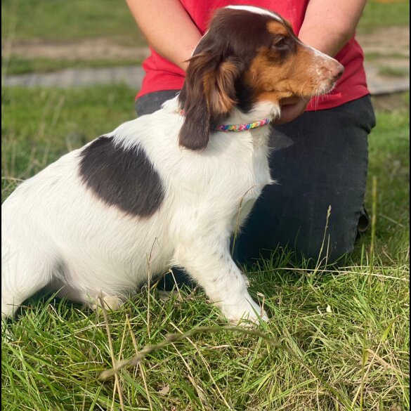 Cocker Spaniel (Working &amp; Show) - Both