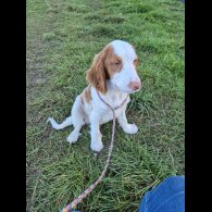 Cocker Spaniel (Working &amp; Show) - Both