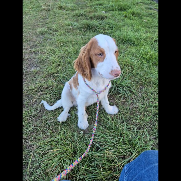 Cocker Spaniel (Working &amp; Show) - Both
