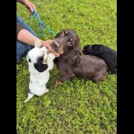 Cocker Spaniel (Working &amp; Show) - Both