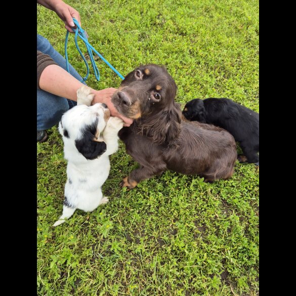 Cocker Spaniel (Working &amp; Show) - Both