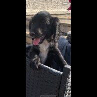 Cocker Spaniel (Working &amp; Show) - Bitches