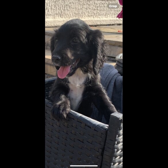 Cocker Spaniel (Working &amp; Show) - Bitches