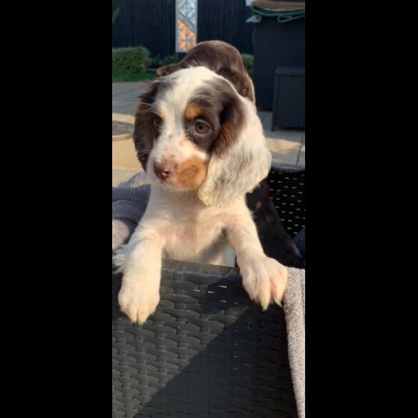 Cocker Spaniel (Working &amp; Show) - Bitches