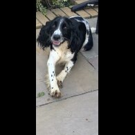 Cocker Spaniel (Working &amp; Show) - Bitches