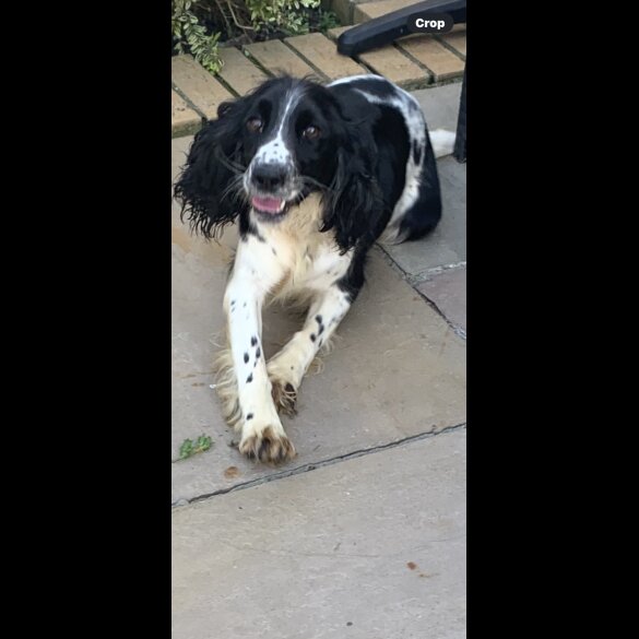 Cocker Spaniel (Working &amp; Show) - Bitches