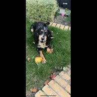 Cocker Spaniel (Working &amp; Show) - Bitches