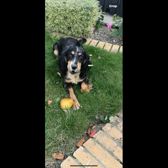 Cocker Spaniel (Working &amp; Show) - Bitches