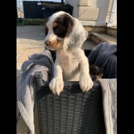 Cocker Spaniel (Working &amp; Show) - Bitches