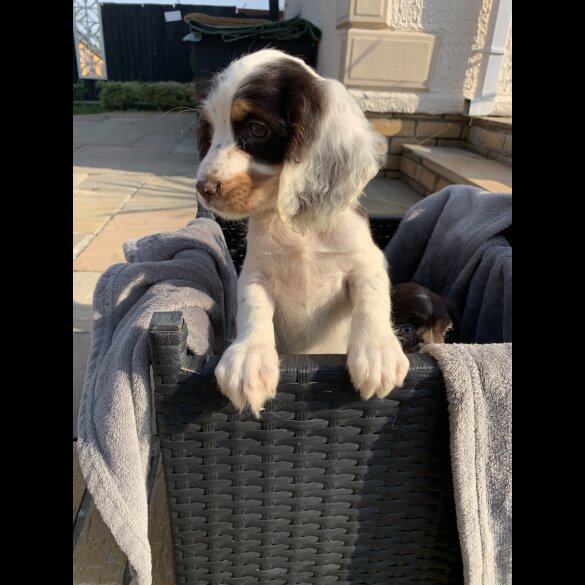 Cocker Spaniel (Working &amp; Show) - Bitches