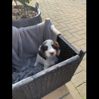Cocker Spaniel (Working &amp; Show) - Bitches
