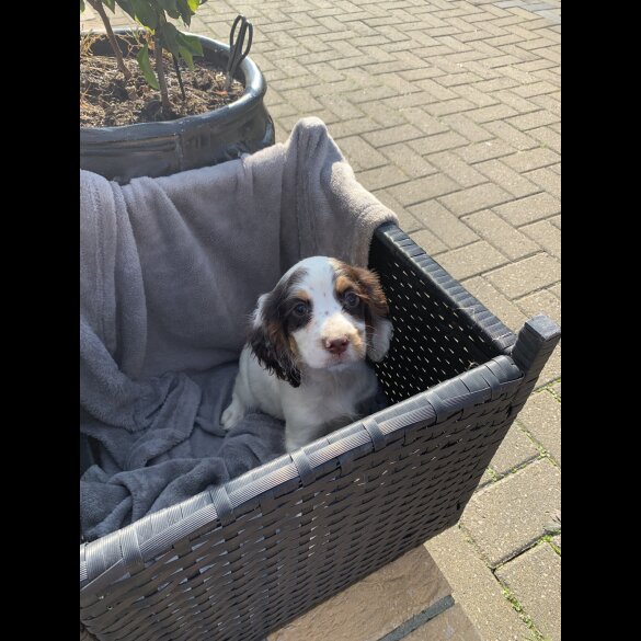 Cocker Spaniel (Working &amp; Show) - Bitches
