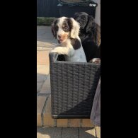 Cocker Spaniel (Working &amp; Show) - Bitches