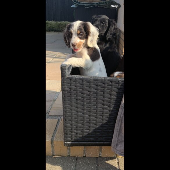 Cocker Spaniel (Working &amp; Show) - Bitches