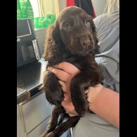 Cocker Spaniel (Working &amp; Show) - Bitches