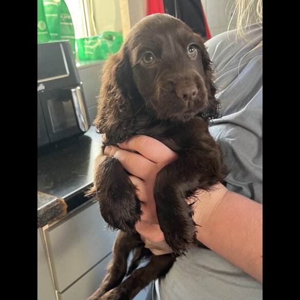 Cocker Spaniel (Working &amp; Show) - Bitches