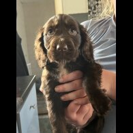 Cocker Spaniel (Working &amp; Show) - Bitches