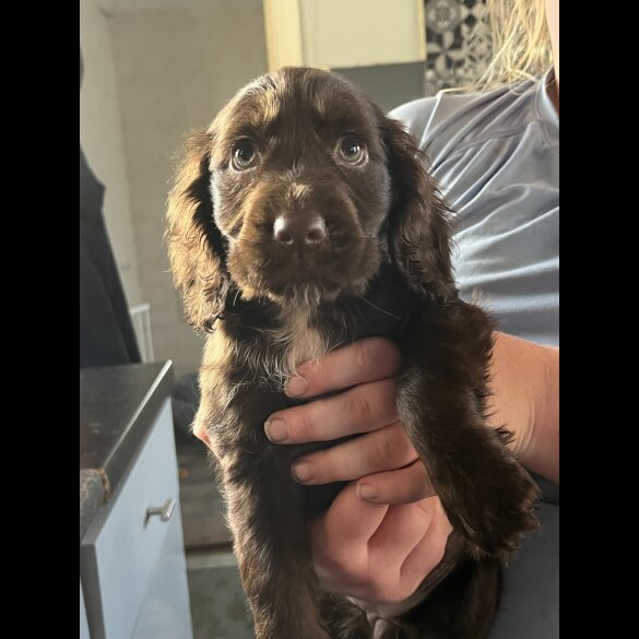 Cocker Spaniel (Working &amp; Show) - Bitches