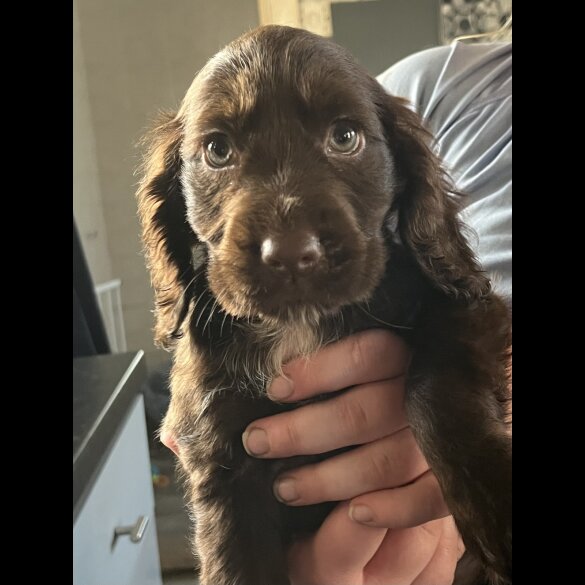 Cocker Spaniel (Working &amp; Show) - Bitches
