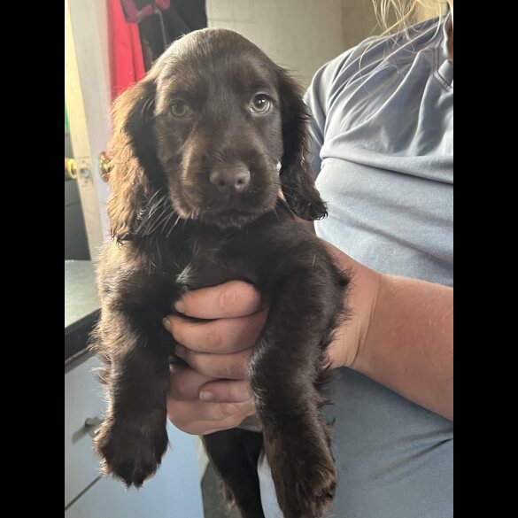 Cocker Spaniel (Working &amp; Show) - Bitches