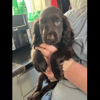 Cocker Spaniel (Working &amp; Show) - Bitches