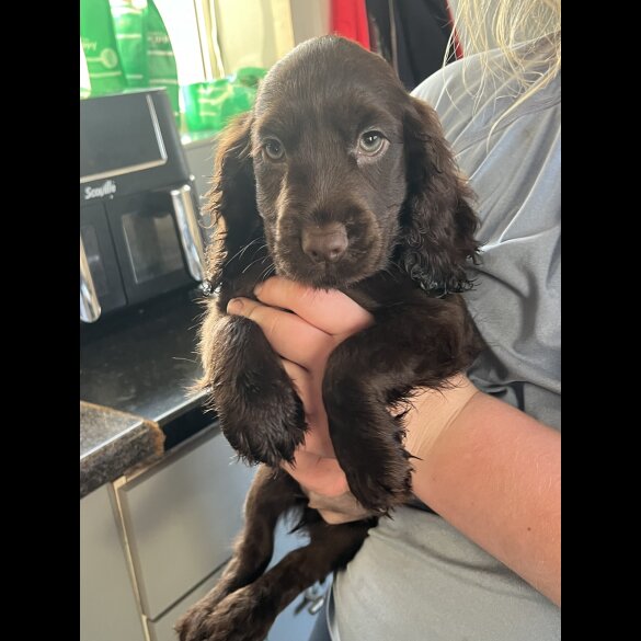 Cocker Spaniel (Working &amp; Show) - Bitches