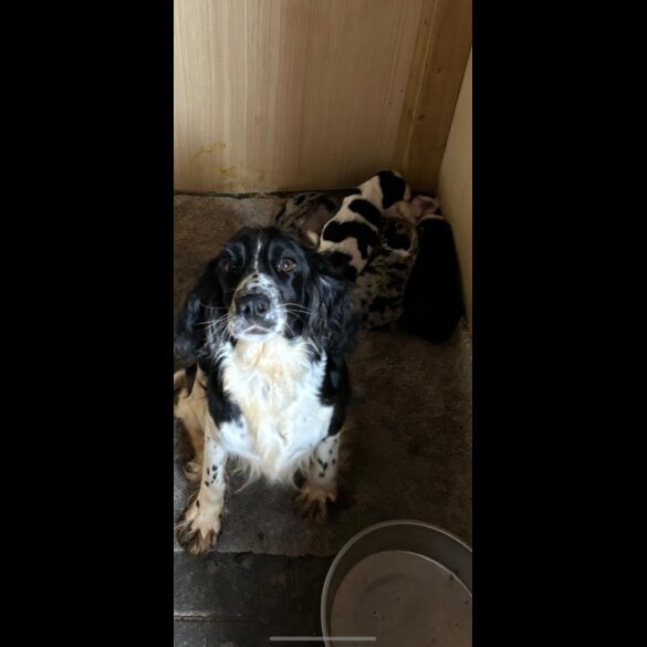 Cocker Spaniel (Working &amp; Show) - Bitches