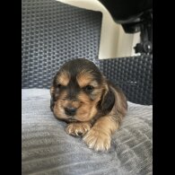 Cocker Spaniel (Working &amp; Show) - Dogs