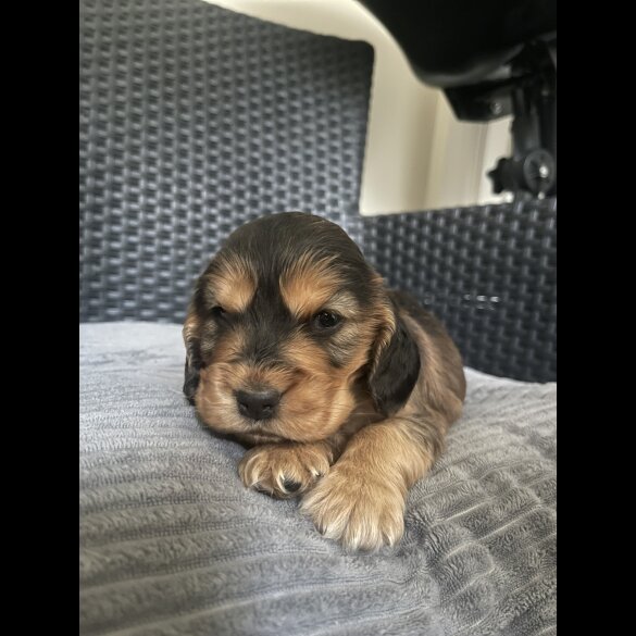 Cocker Spaniel (Working &amp; Show) - Dogs