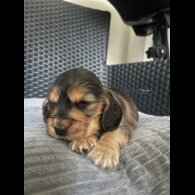 Cocker Spaniel (Working &amp; Show) - Dogs