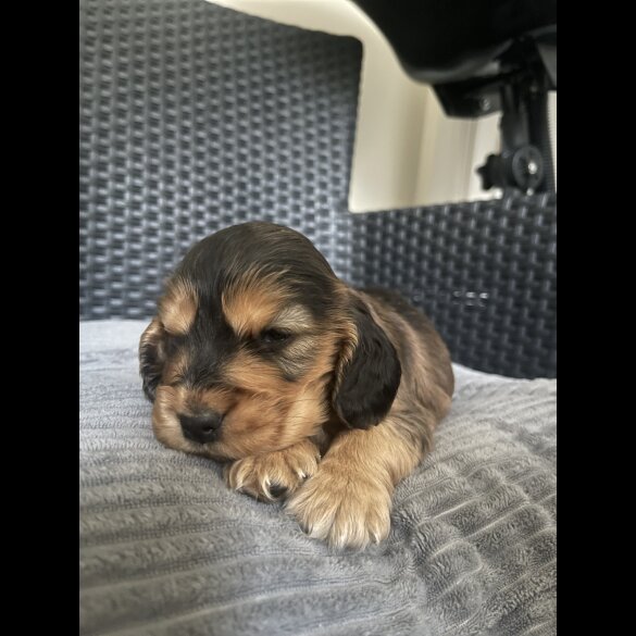 Cocker Spaniel (Working &amp; Show) - Dogs