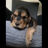 Cocker Spaniel (Working &amp; Show) - Dogs