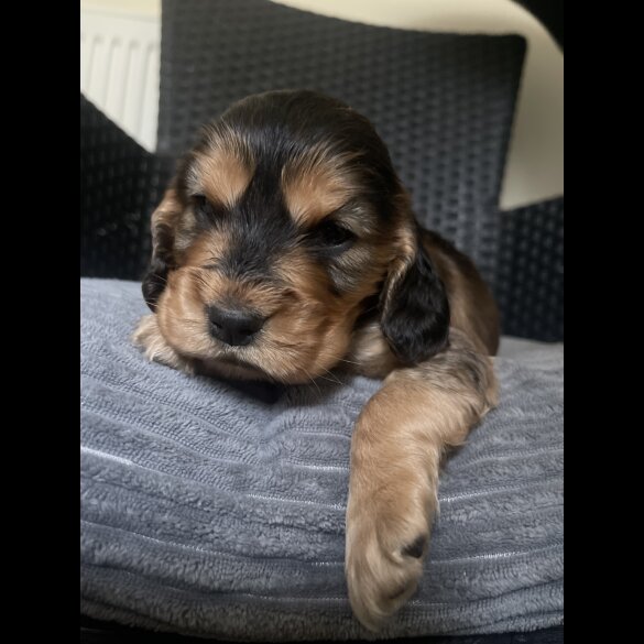 Cocker Spaniel (Working &amp; Show) - Dogs