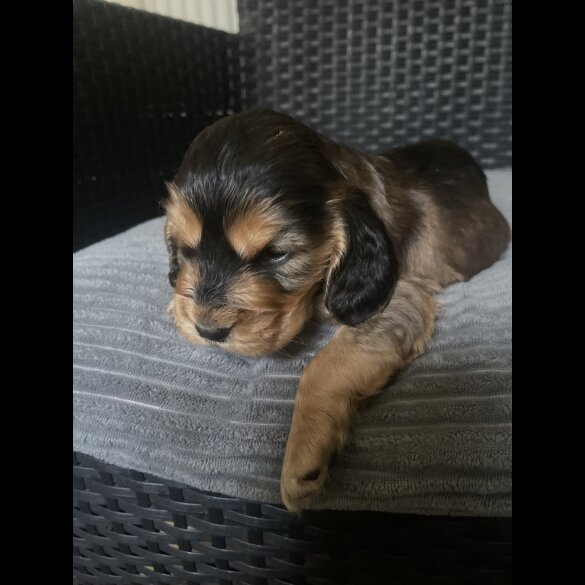 Cocker Spaniel (Working &amp; Show) - Dogs