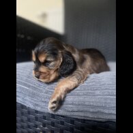 Cocker Spaniel (Working &amp; Show) - Dogs