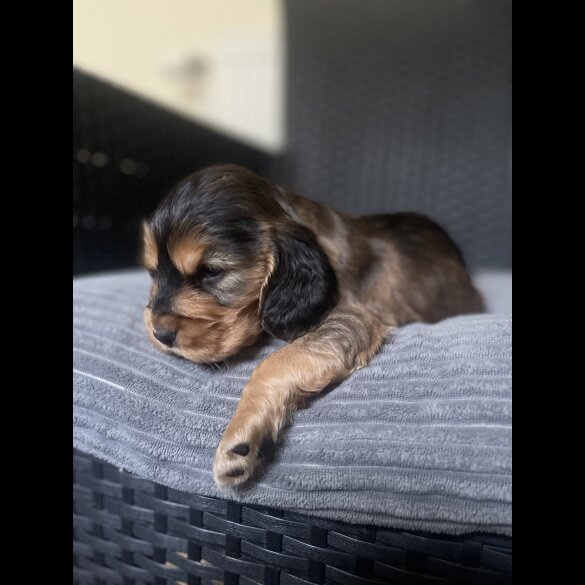 Cocker Spaniel (Working &amp; Show) - Dogs