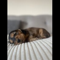 Cocker Spaniel (Working &amp; Show) - Dogs