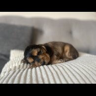 Cocker Spaniel (Working &amp; Show) - Dogs