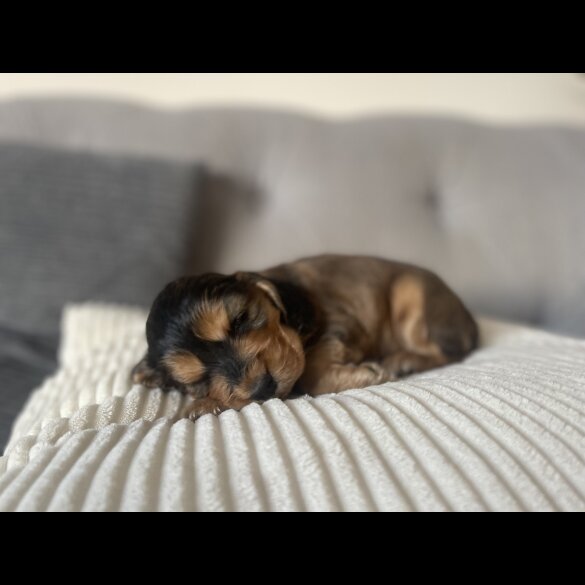 Cocker Spaniel (Working &amp; Show) - Dogs