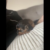 Cocker Spaniel (Working &amp; Show) - Dogs