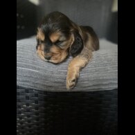 Cocker Spaniel (Working &amp; Show) - Dogs