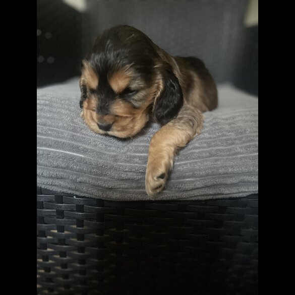 Cocker Spaniel (Working &amp; Show) - Dogs