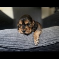 Cocker Spaniel (Working &amp; Show) - Dogs
