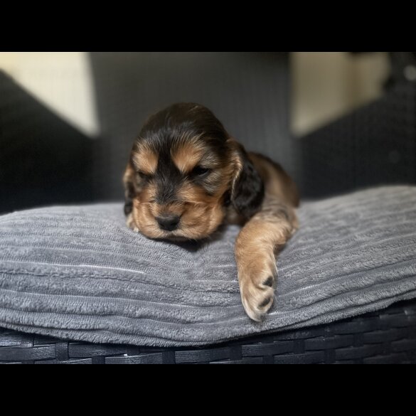 Cocker Spaniel (Working &amp; Show) - Dogs