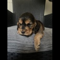 Cocker Spaniel (Working &amp; Show) - Dogs