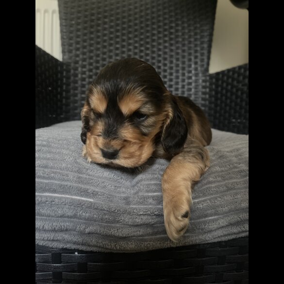 Cocker Spaniel (Working &amp; Show) - Dogs