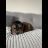 Cocker Spaniel (Working &amp; Show) - Dogs