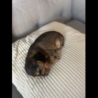 Cocker Spaniel (Working &amp; Show) - Dogs